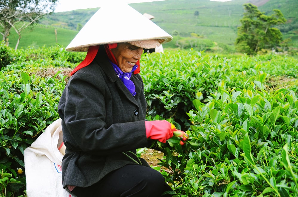 Bà xíu hái chè (trà) tại đồi ở thành phố Đà Lạt (Lâm Đồng). Ảnh: Phong Vinh